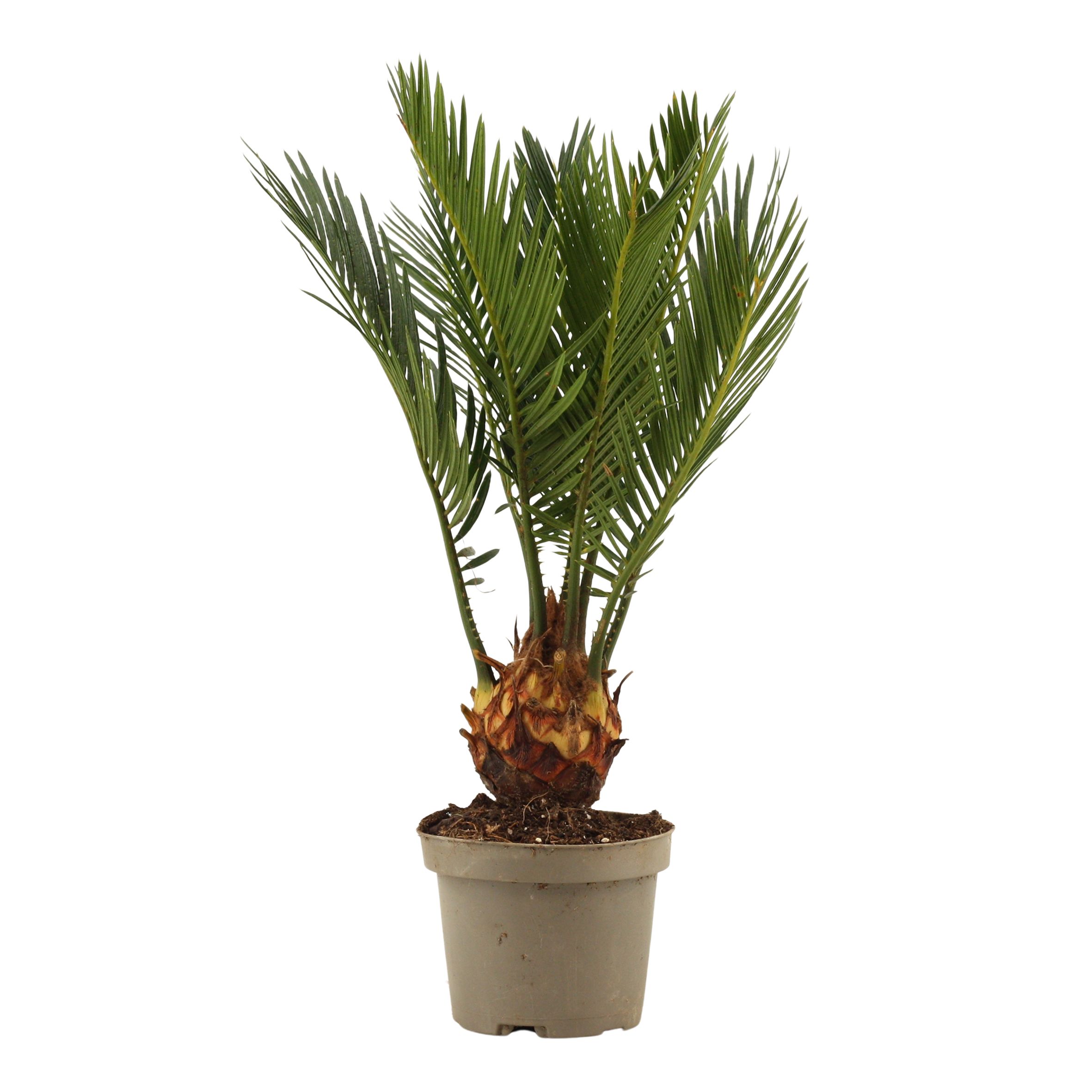 Cycas revoluta 9 cm, 3+ veren, D 9 cm Cycas revoluta 9 cm, 3+ veren, D 9 cm