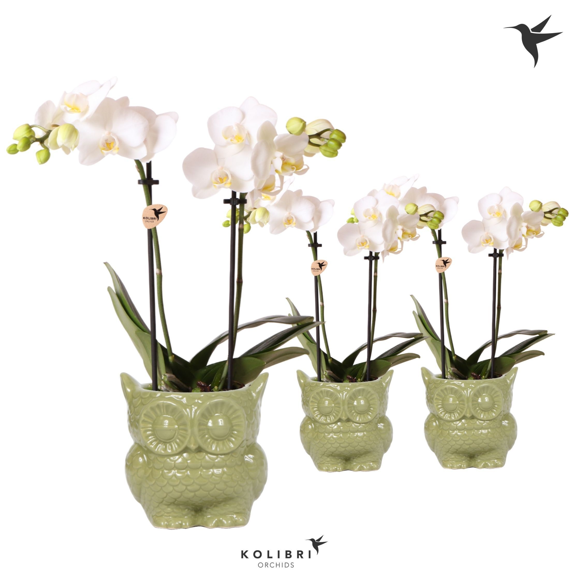 Kolibri Orchids Phalaenopsis white 2 spike in Owl pot green, D 9