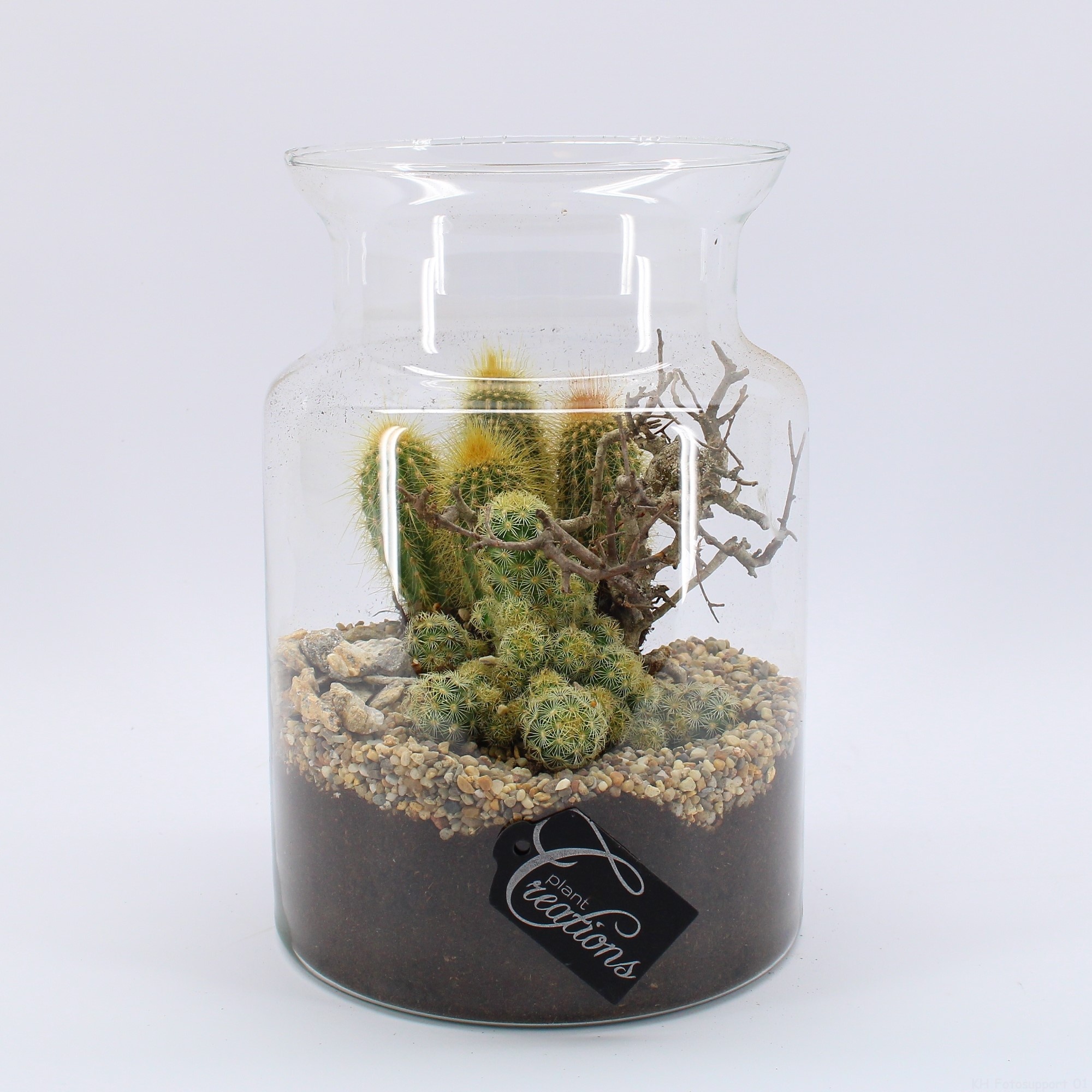CTCR-2632 Cactus Essentials Terrarium, D 17