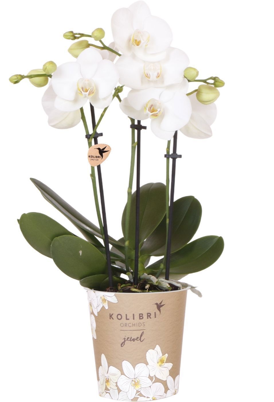 Kolibri Orchids Phalaenopsis Jewel white 3spike, D 12