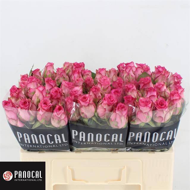 Роза од. Пинк Шэдоу 50, шт.