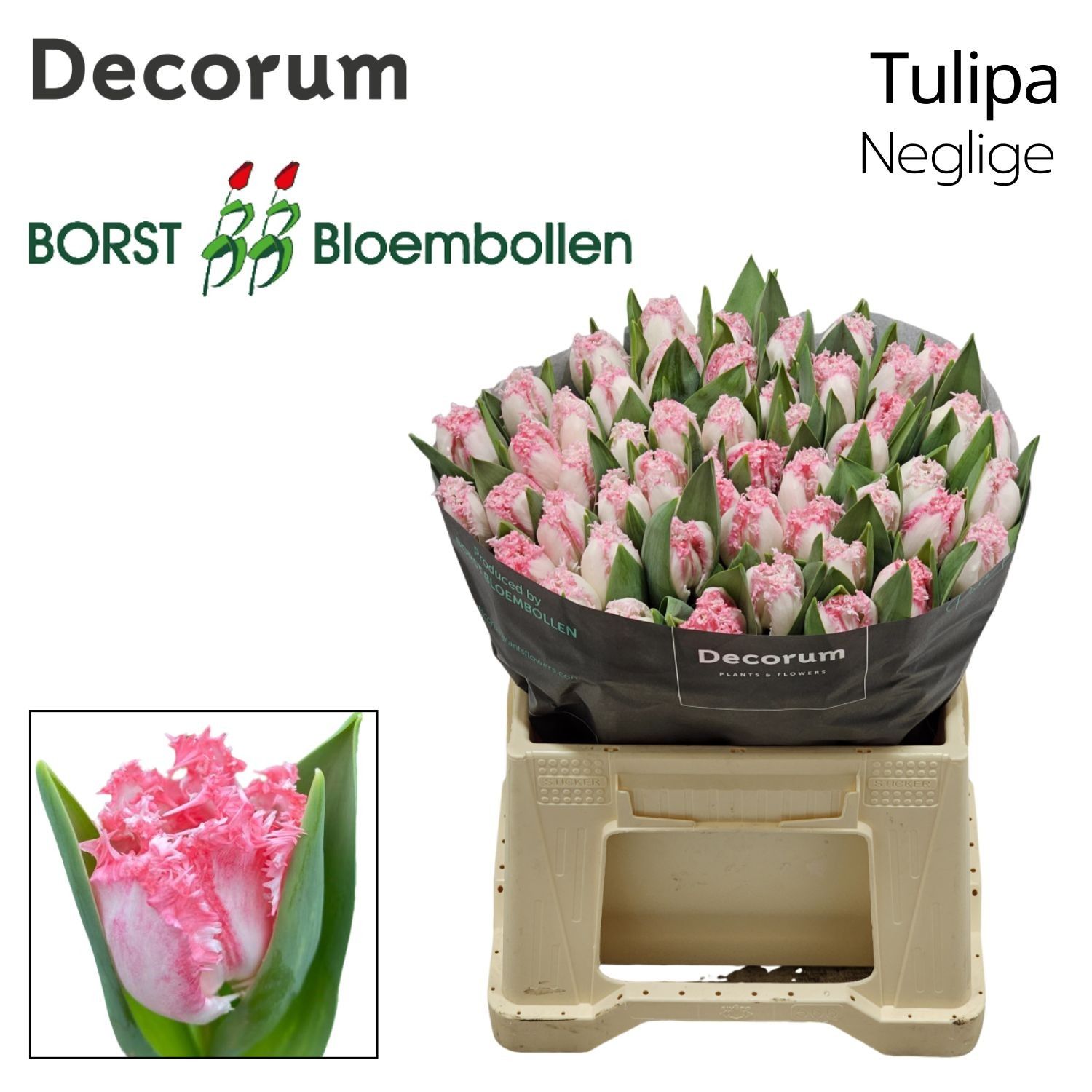 Тюльпан фр. Неглиже (розово-бел.), шт.