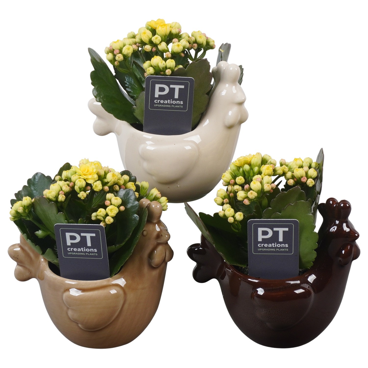 PTPB6619 Arrangement Easter in keramiek kip, D 12