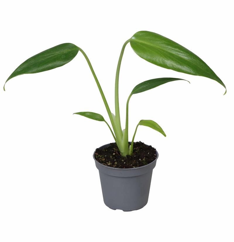 PHILODENDRON-HYBRID Monstera Burle Marx Flame, D 6 cm