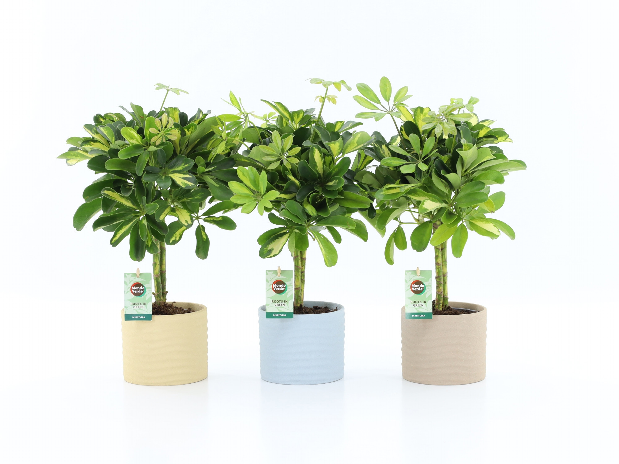 Schefflera Gold Capella in Ibiza keramiek, D 13