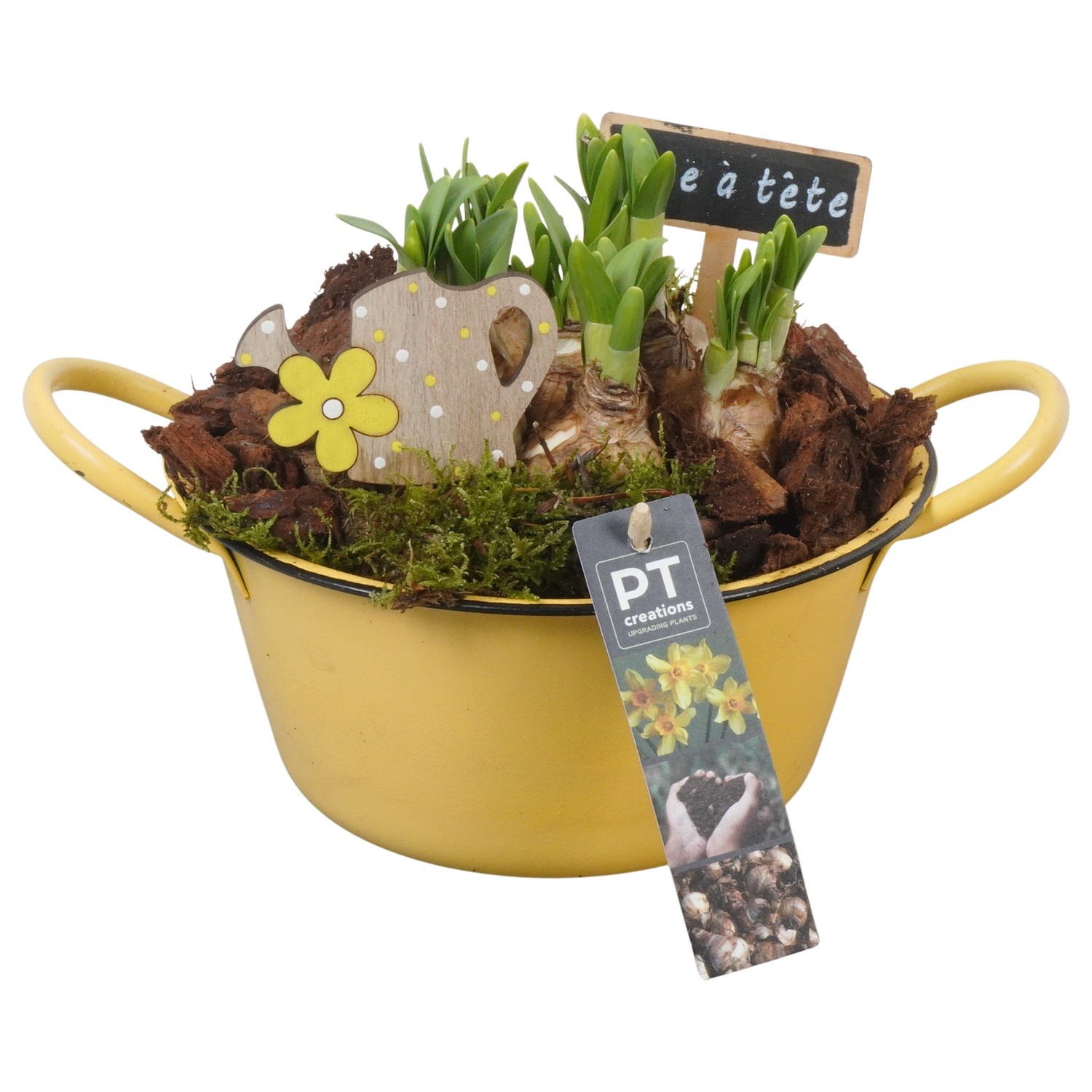 PTN8530 Arrangement Narcissus in zink schaal, D 19