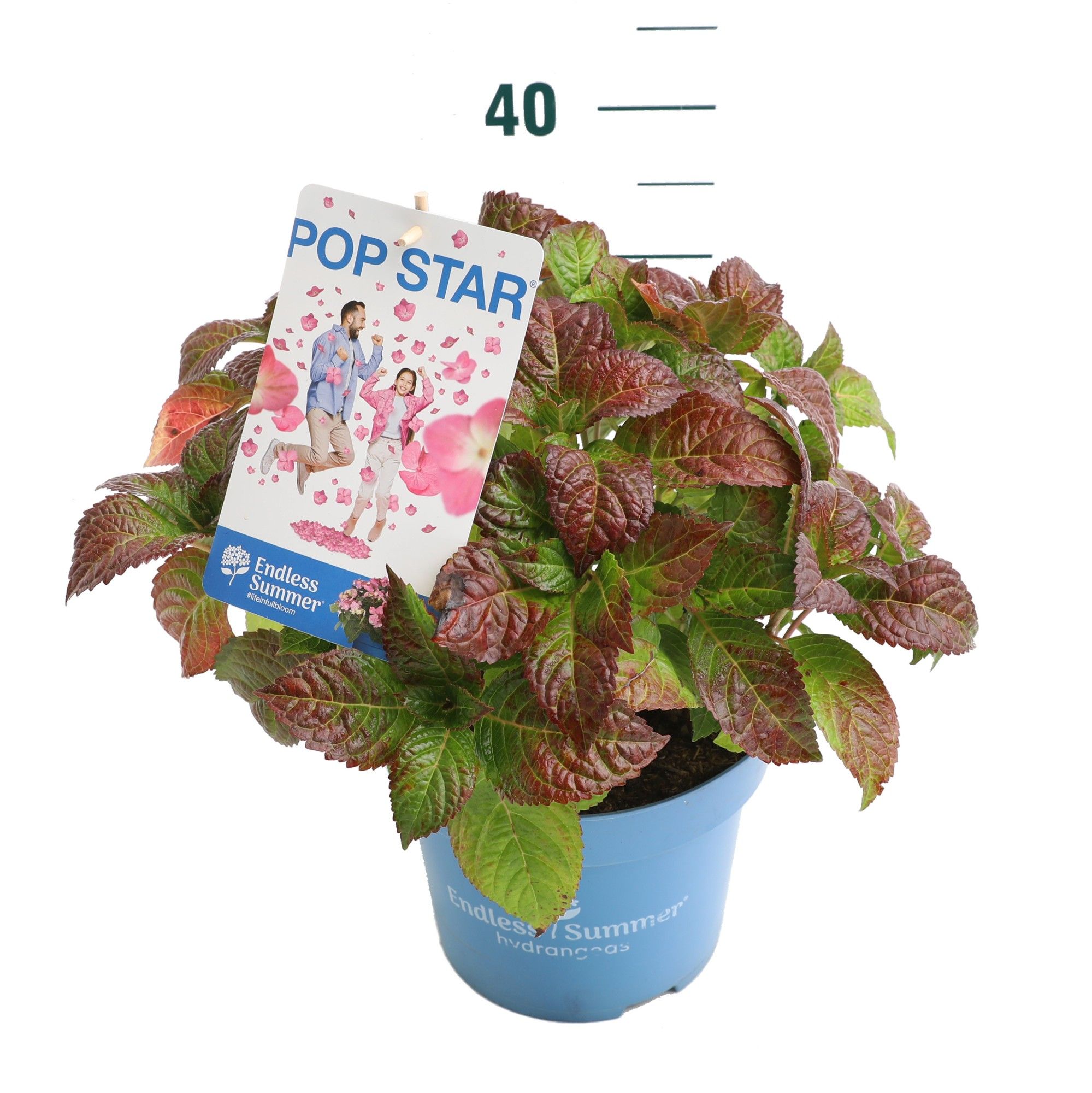 Hydrangea 'Pop Star Pink' - P23 - Endless Summer, D 23 cm