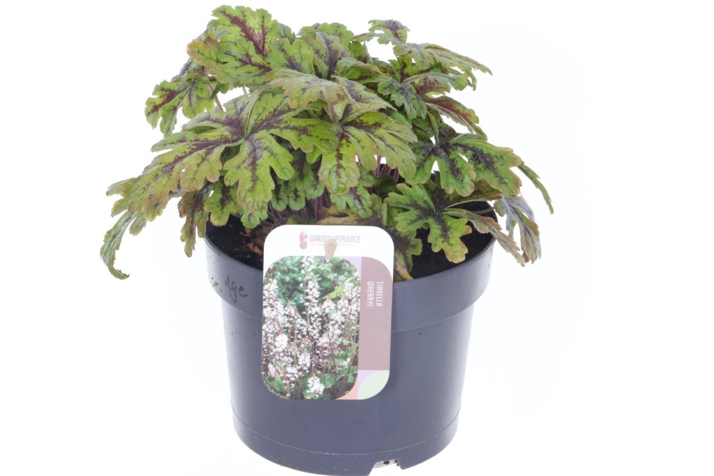 Tiarella cordifolia Sunset Ridge, D 17