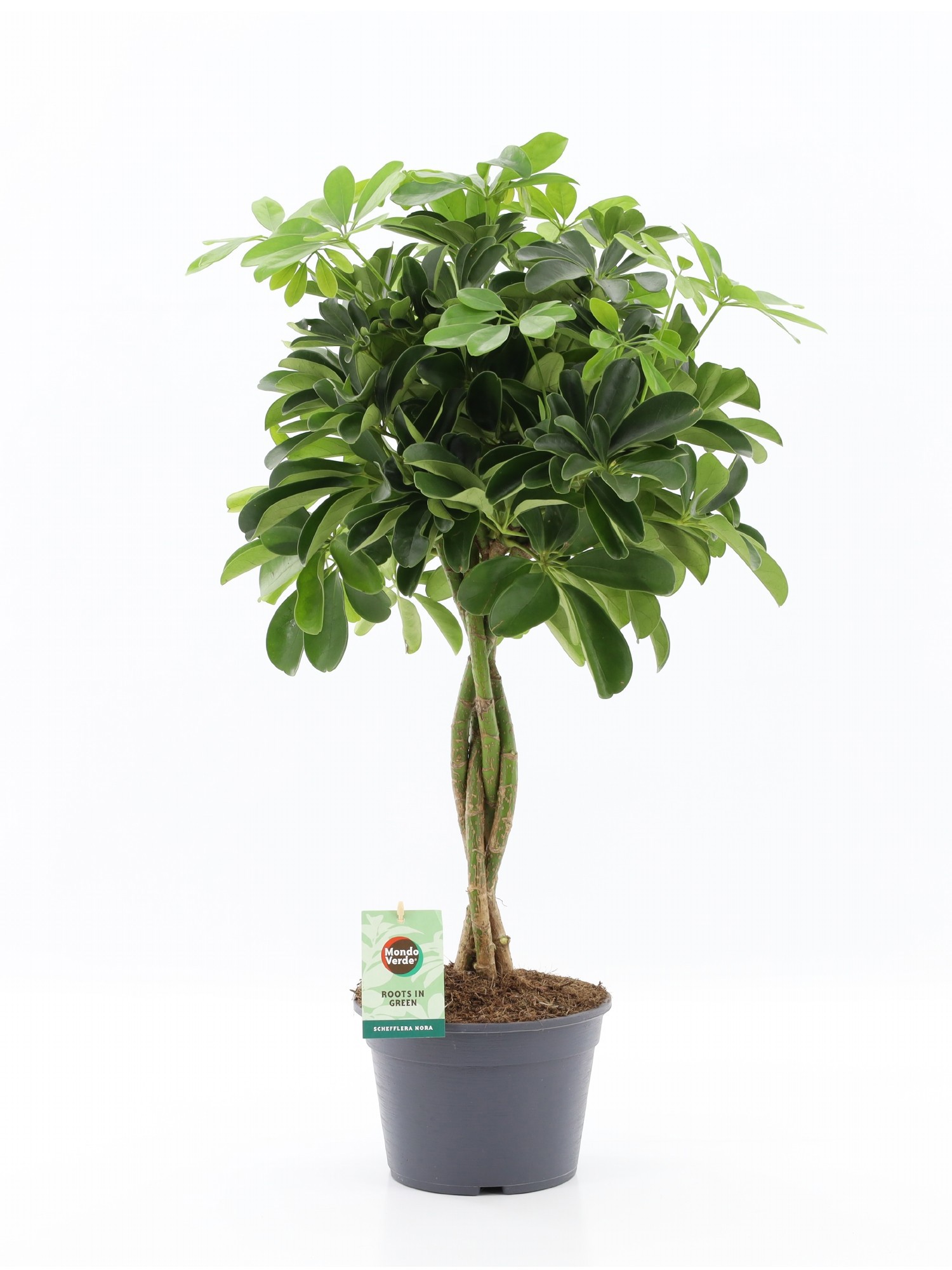 Schefflera arboricola 'Nora', D 20 cm