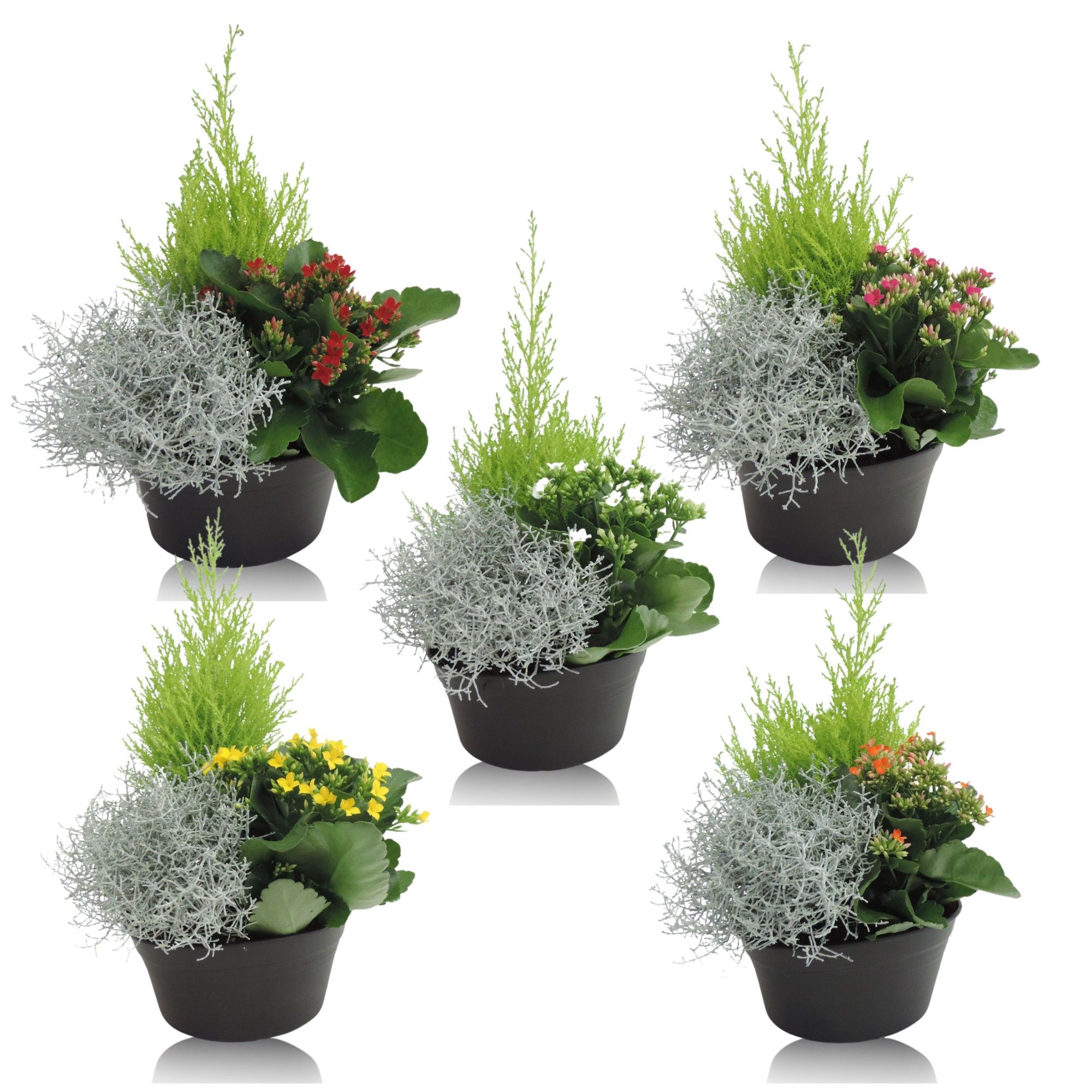 Arrangement Schaal 19 cm, D 19