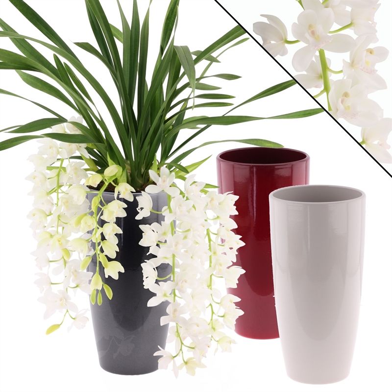 Cymbidium p14 cascade Ice 5-7T in keramiek mix, D 14