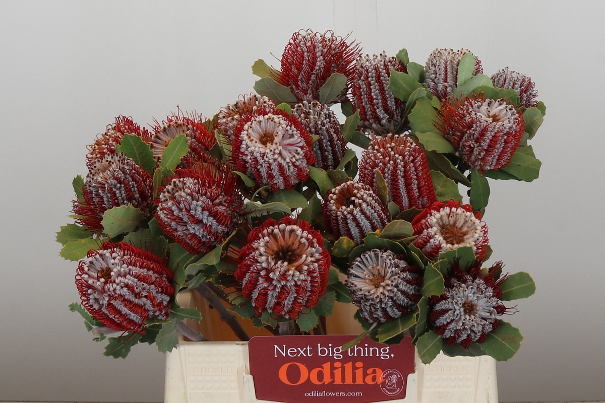 Банксия Кочинея 40, шт.