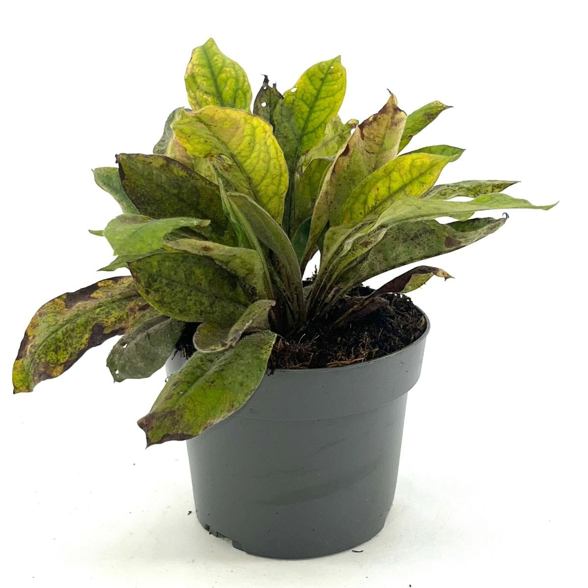 Pulmonaria 'Blue Ensign', D 17 cm