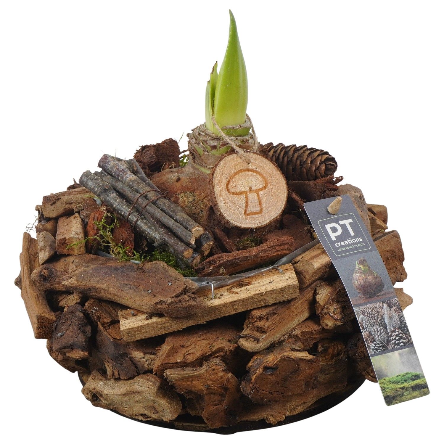 PTAA7546 Arrangement Amaryllis in houten bak, D 21 cm