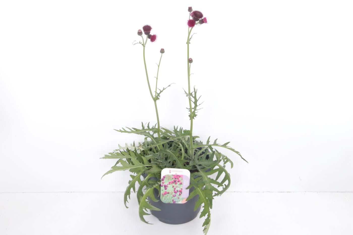 Cirsium riv. Trevors Blue Wonder, D 27