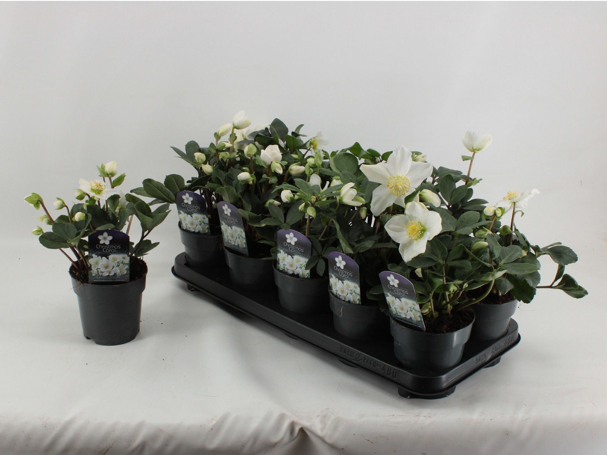 Helleborus Christmas Carol XL, D 12 cm