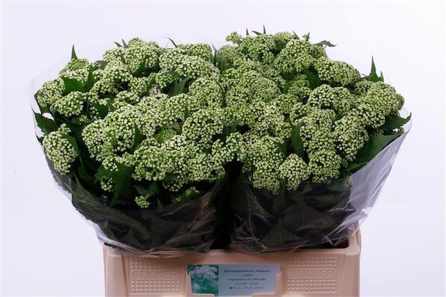 Евпаториум Браунлаб 60, шт.