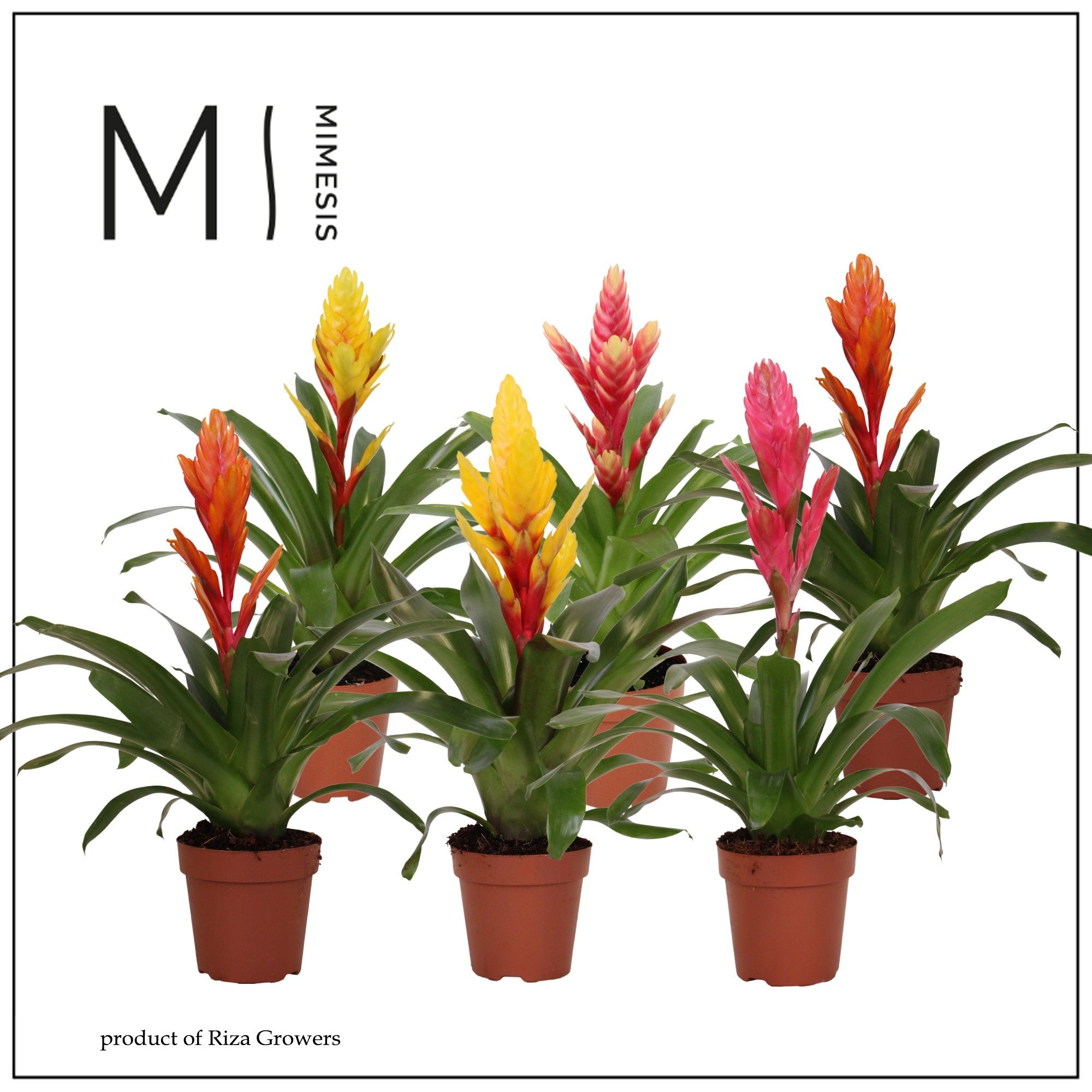 Vriesea Happy - 12cm | Mimesis, D 12