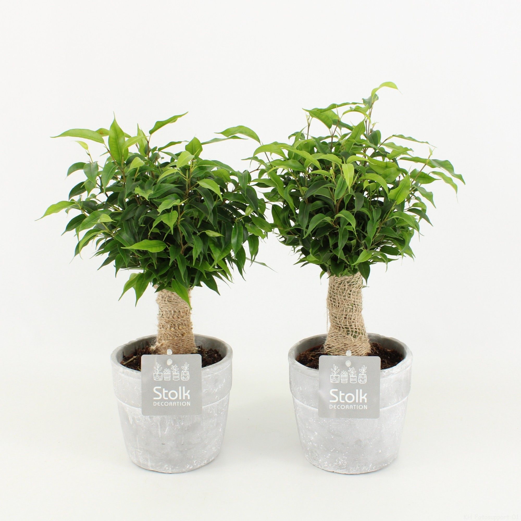 Ficus Benjamina Natasja in Stone Look Pot, D 13
