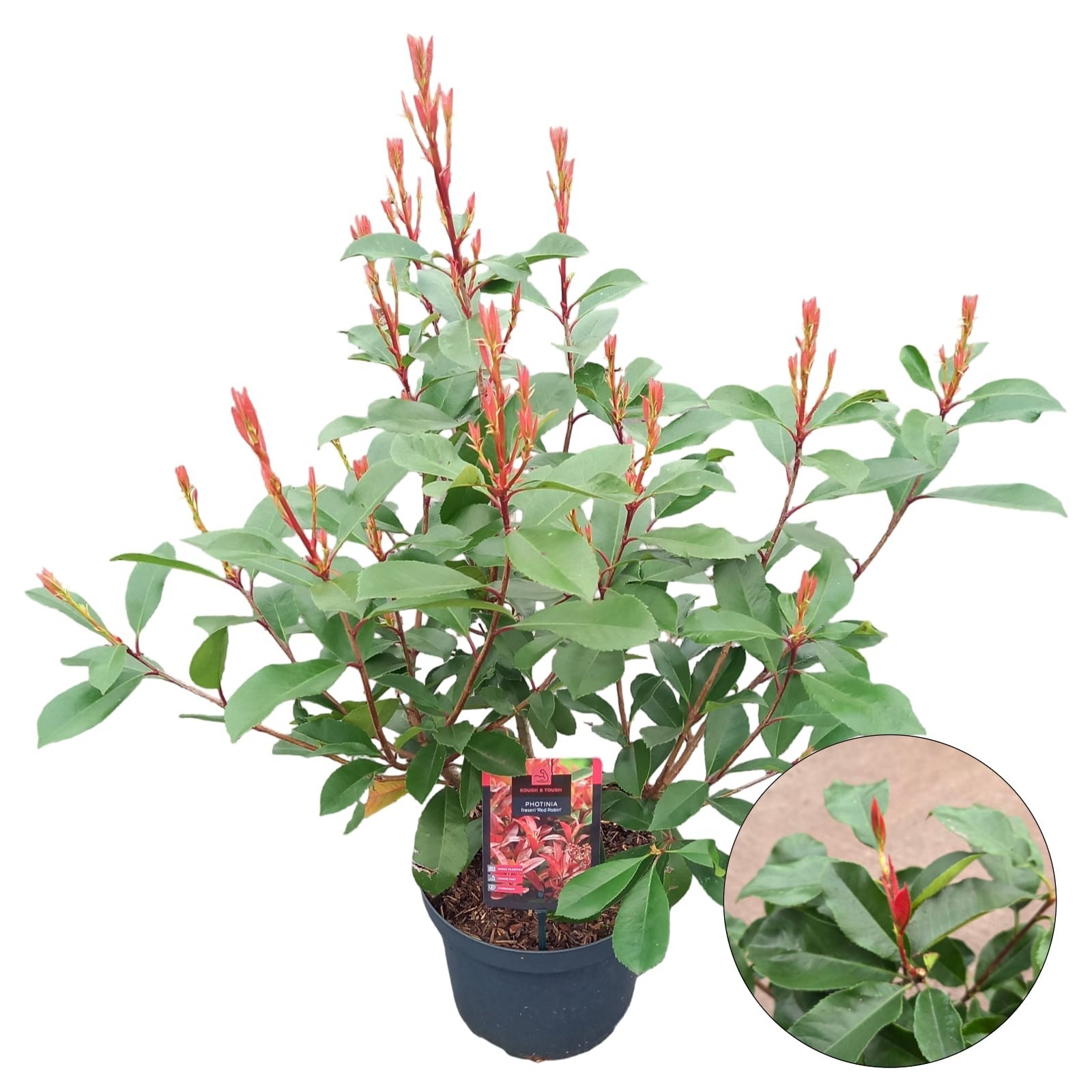 Photinia x fraseri 'Red Robin', D 26