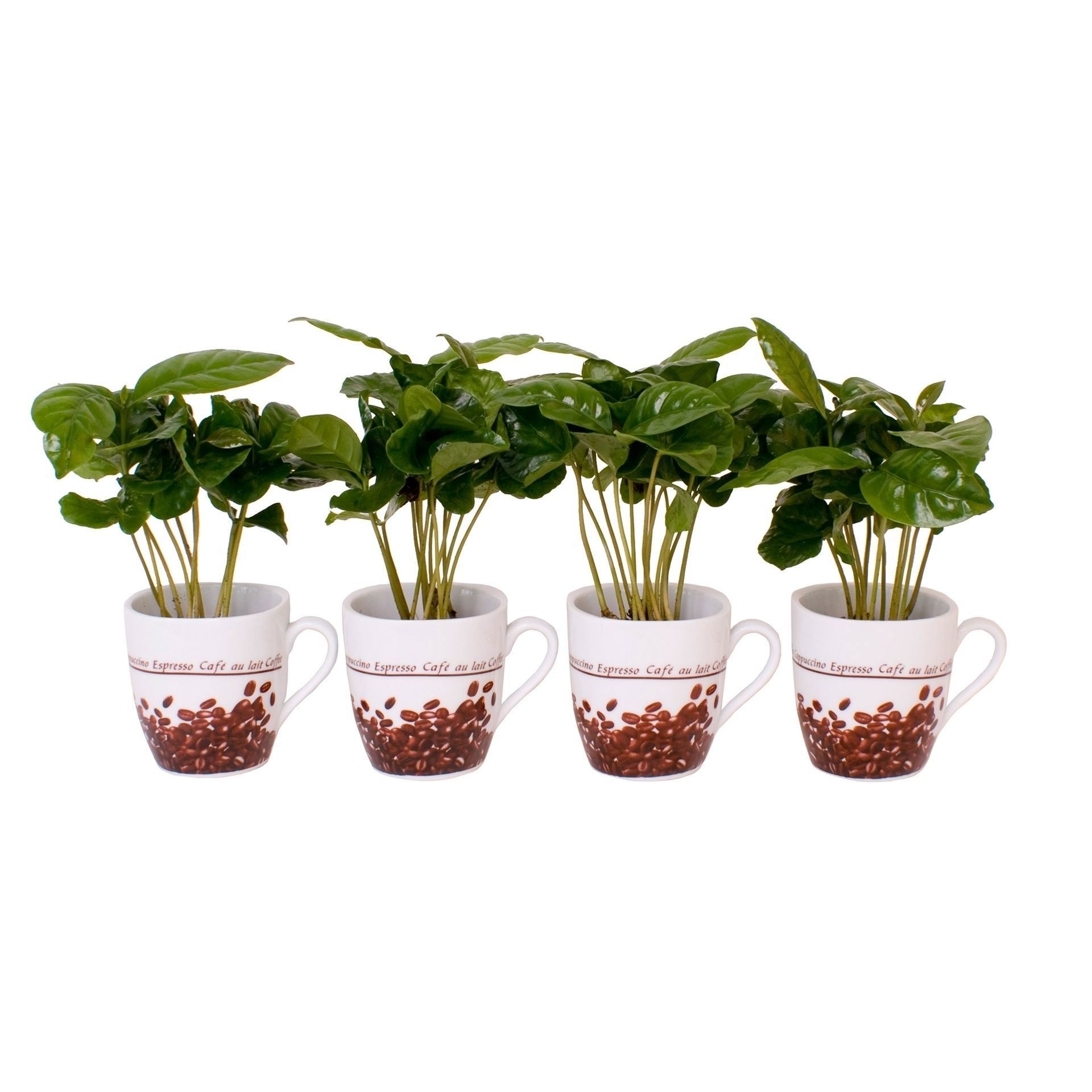 Coffea Arabica in Coffee cups made of porcelain, D 6