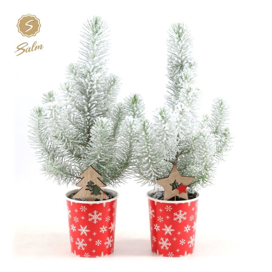 Pinus pinea 'Silver Crest' P10,5 in Cup X-mas Deco + Snow + Deco - Tree/Star, D 11 cm