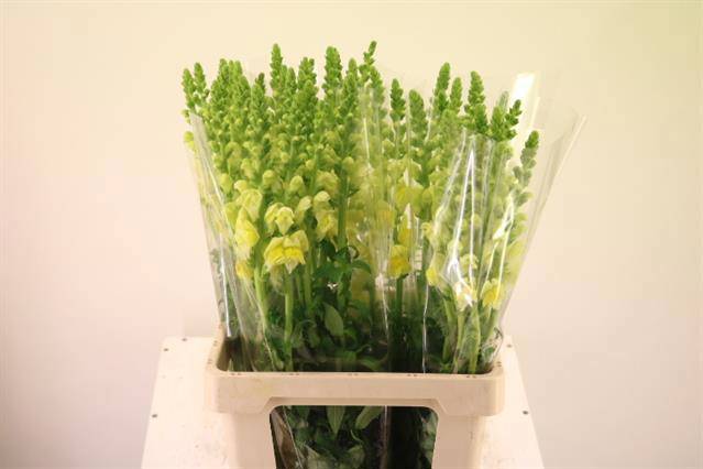 Антирринум Леджент Еллоу, шт.