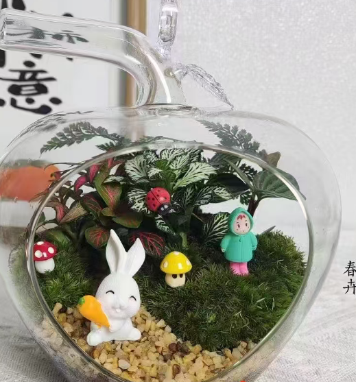 Фиттония албивенис Биг Эппл виз Хук 11 19