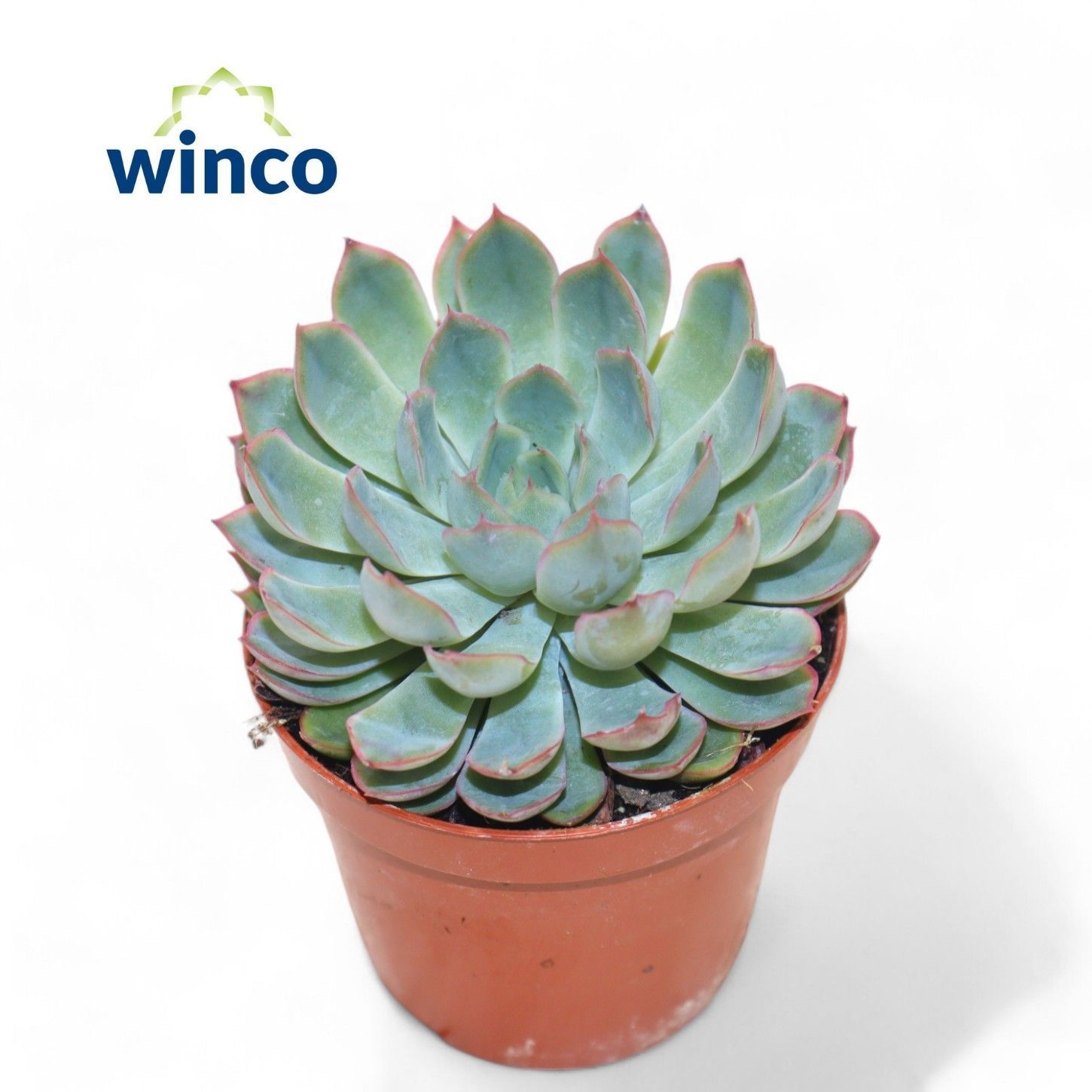 Echeveria Pink Edge, D 8,5