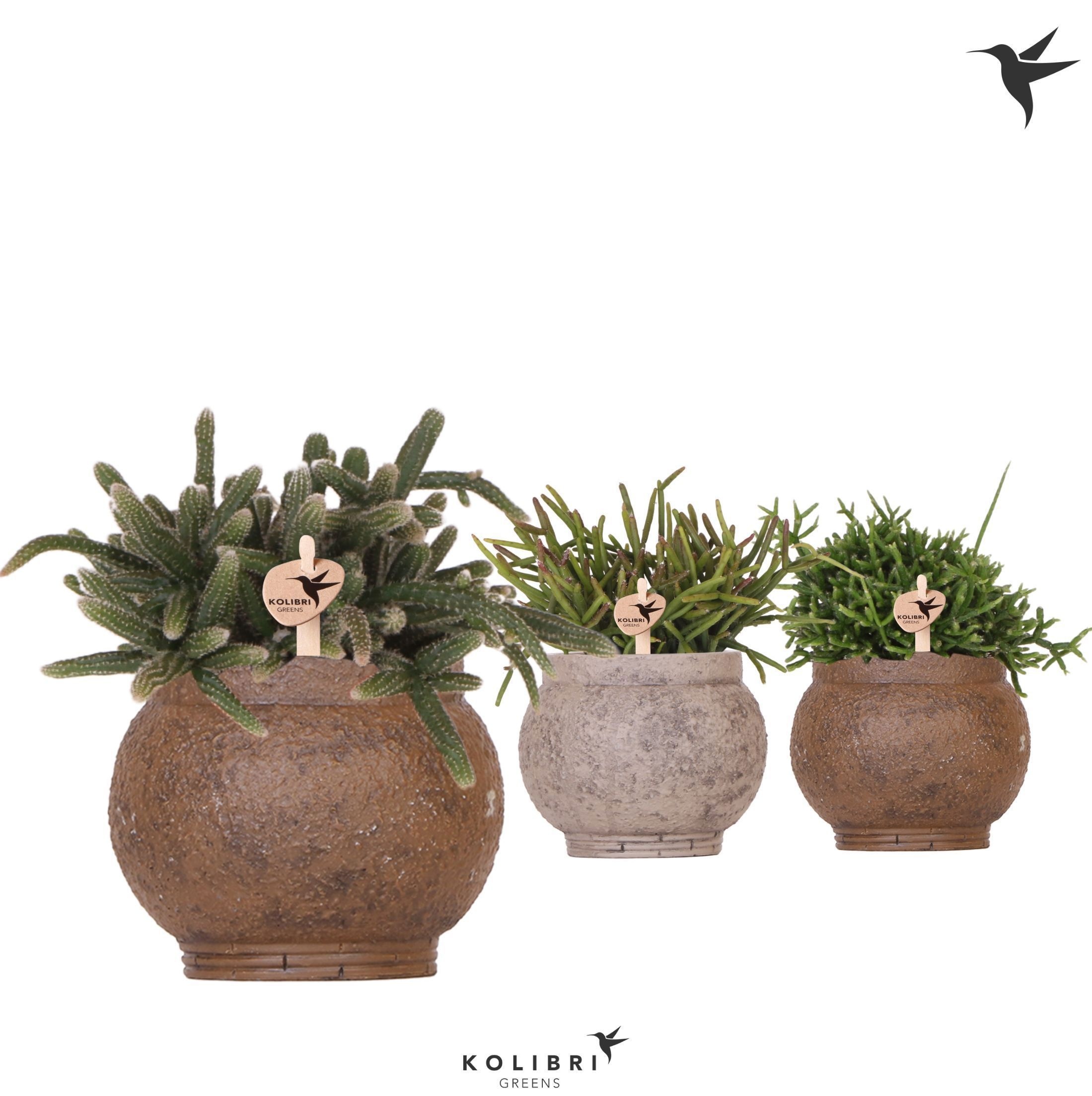 Kolibri Greens Rhipsalis mix in Ancient pot brown mix, D 9