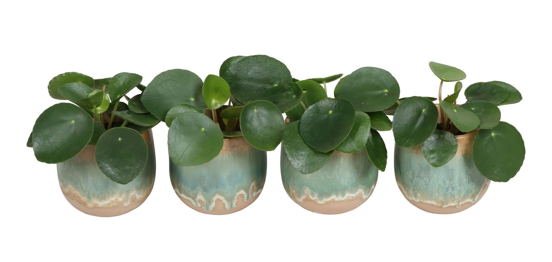 L 67351 With Pilea Peperomides 6 cm, D 6