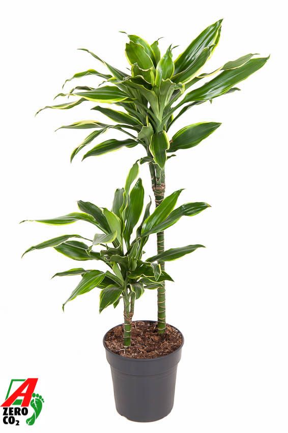 Dracaena Gold Coast 45-15, D 19
