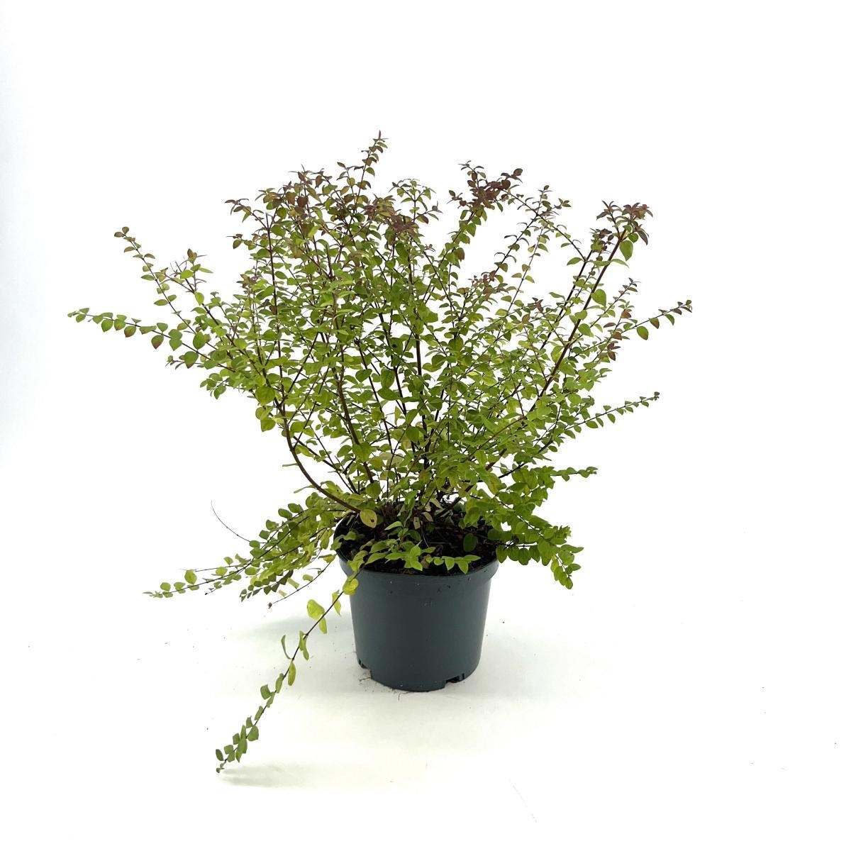 Symphoricarpos ch. 'Hancock', D 19