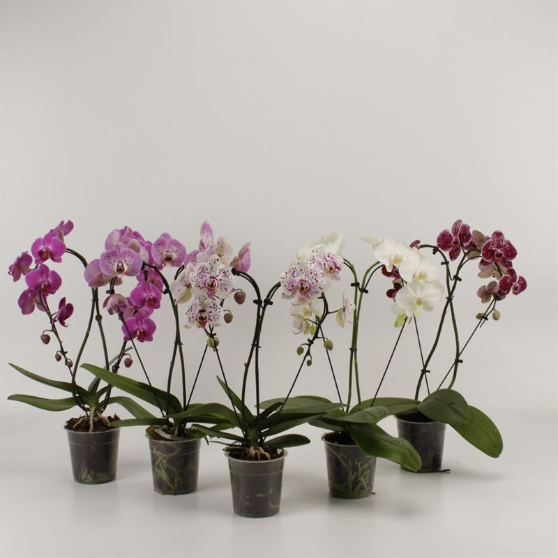 Phalaenopsis overig Hearts gemengd, D 12