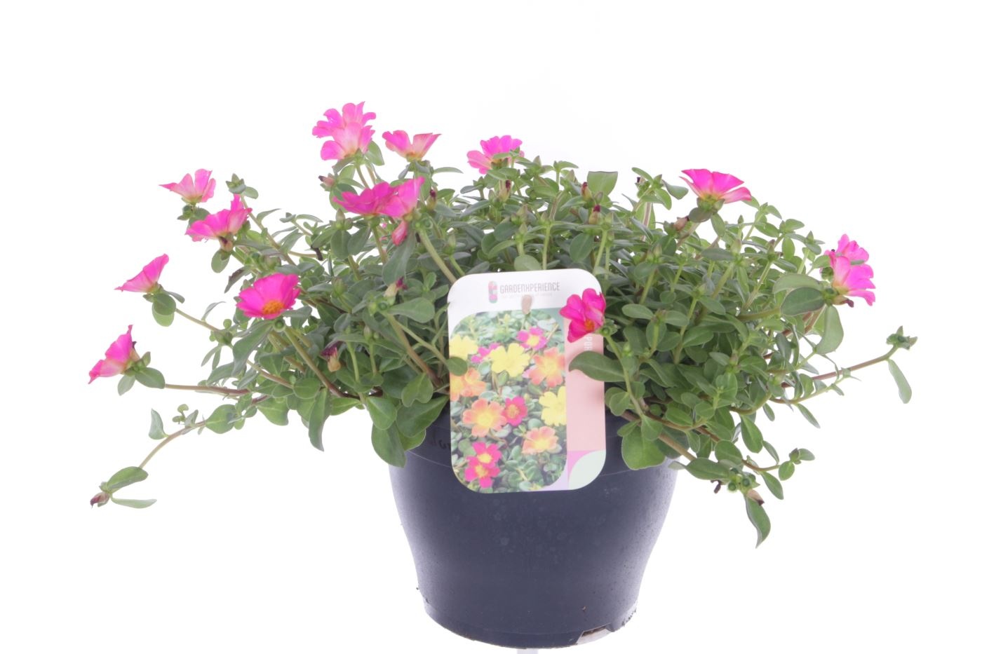 Portulaca Summer Stars Rose, D 23