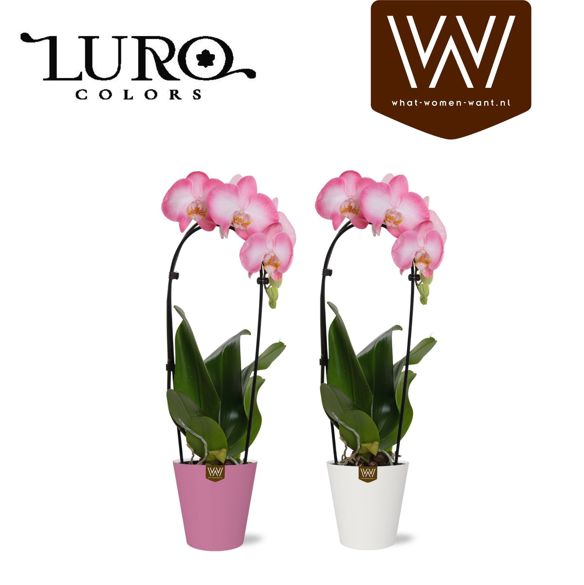 Phal. cascade Edge in papercup colour - Moederdag, D 13