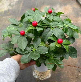 Счеффлера Гидропоник Ред Фруит Дак Фут Три Страигхт Кап 12 27