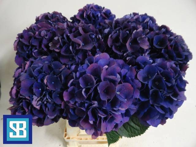 Гортензия Роял Кинг 70, шт.