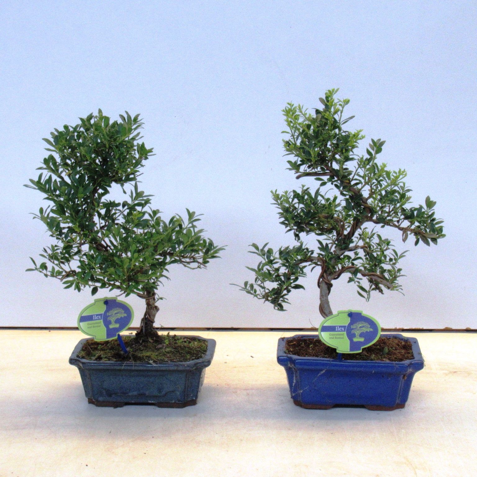 ilex crenata, 19 cm shape, small leaf 19 cm., with drip tray, D 19