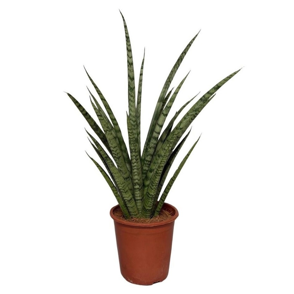 Sansevieira Punky, D 17