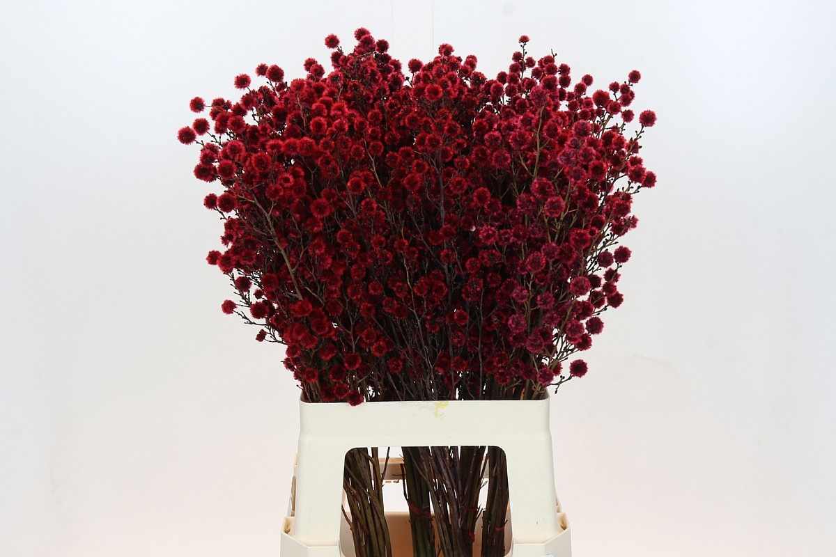 Стиллинджия Овериг Крашеная (краш. ) 70, шт.