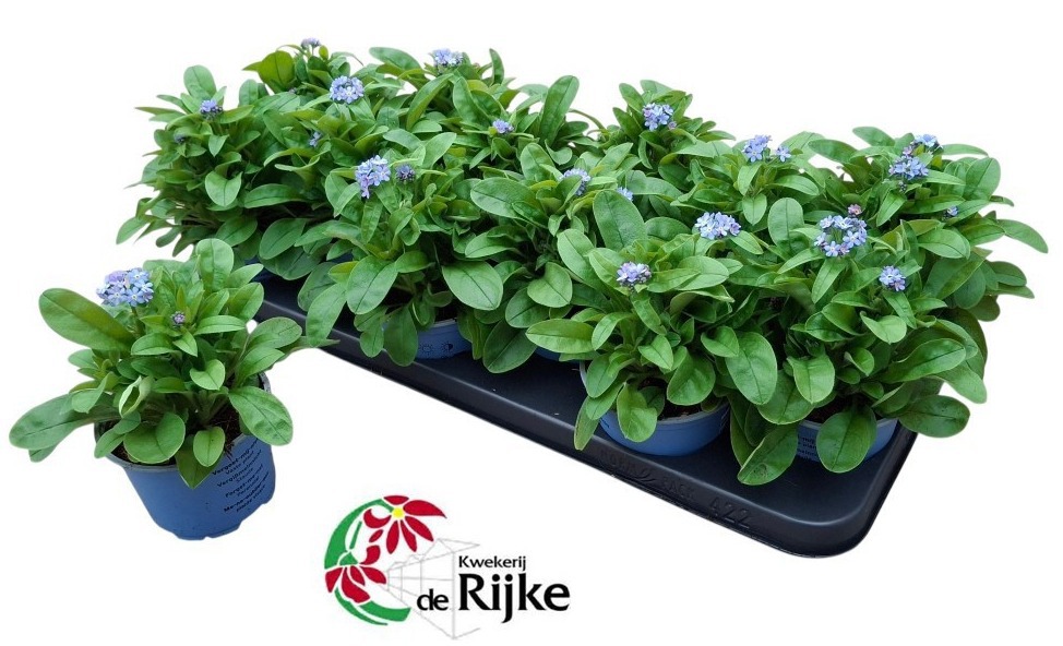 Myosotis Mon Amie Blauw, D 10,5