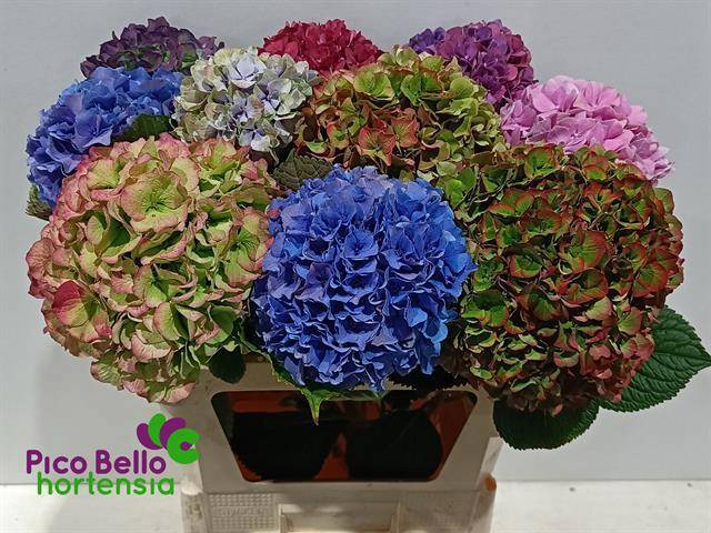 Гортензия Овериг 80, шт.