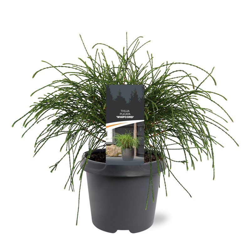 Thuja plicata 'Whipcord', D 23