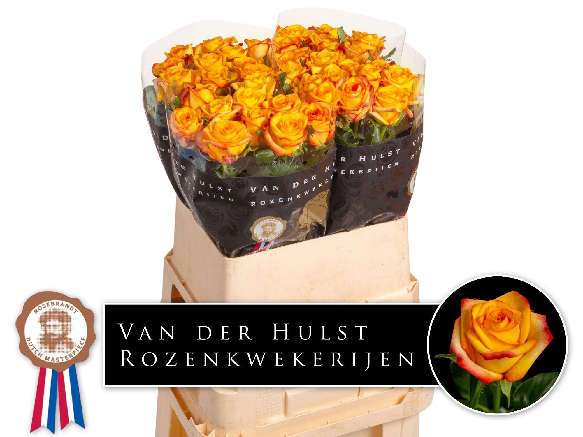 Роза од. Каталунья+ 80, шт.