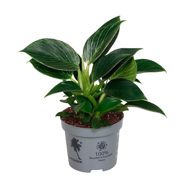 PHILODENDRON-HYBRID 'WHITE MEASURE', D 9