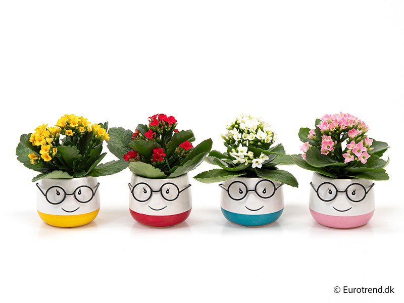 KALANCHOE BLOSSFELDIANA 'MINI' E 3025, D 6 cm