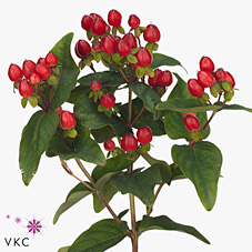 Гипперикум Мэджикал Триумф 40 (красн.), шт.