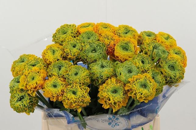 Ранункулус Пон Пон Луна 40 (оранжево-зел.), шт.