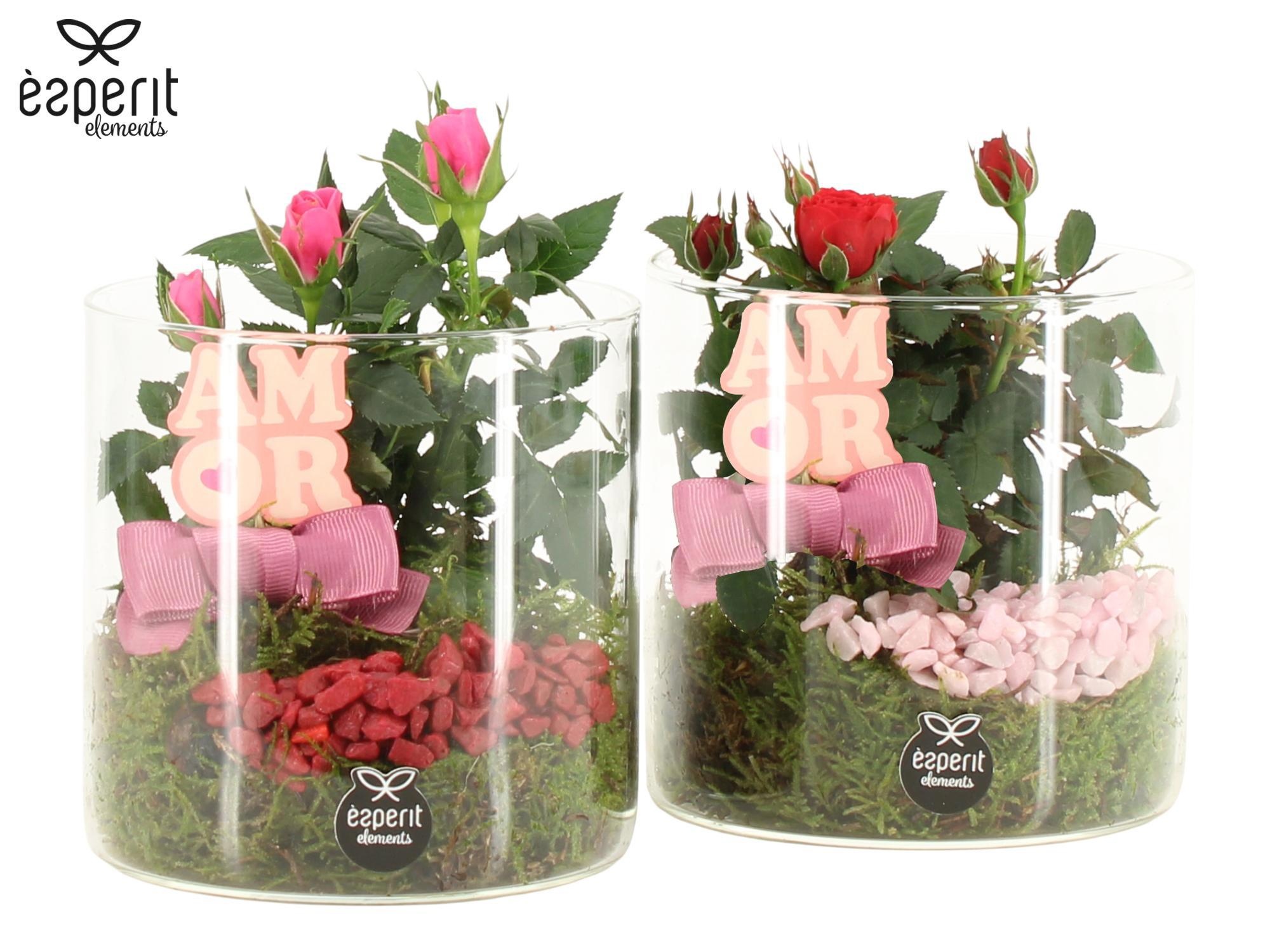 22086: Lovess arrangement, D 12